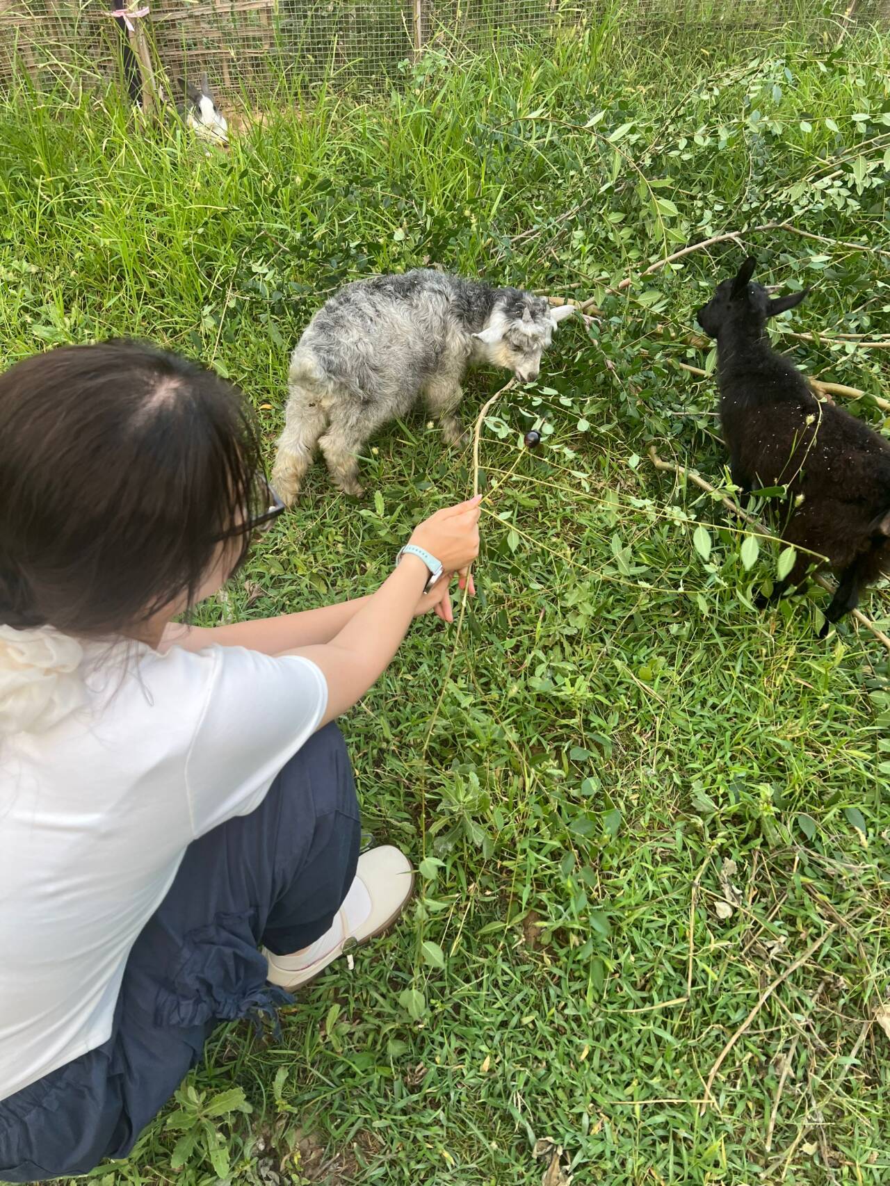 大一下清华生命学院实习简单总结 | 追云之帆